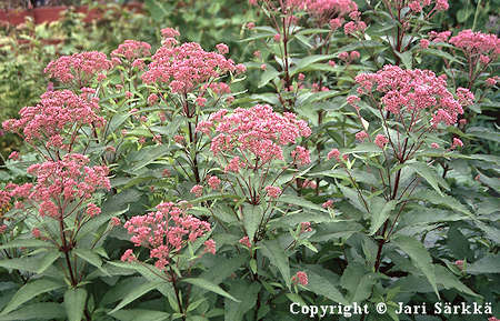 Eupatorium maculatum 'Atropurpureum', tplpunalatva